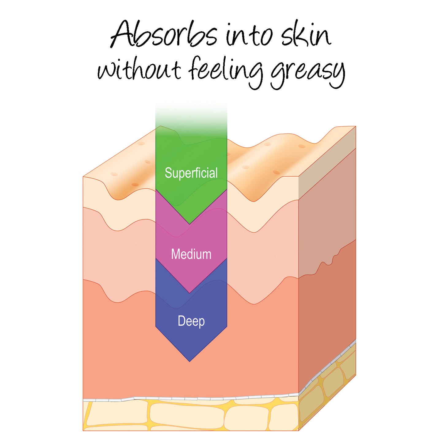 Illustration showing how the cream absorbs into the skin